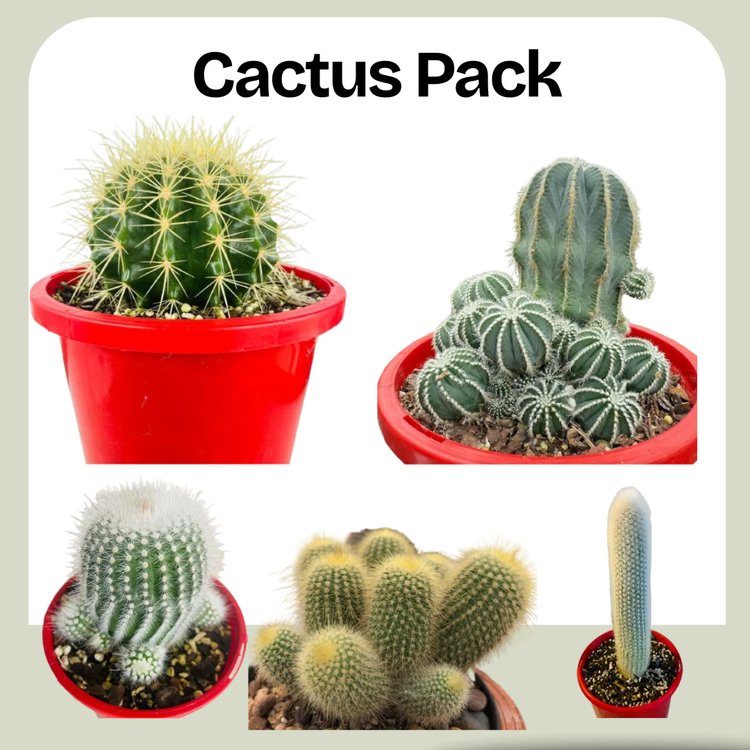 Bring Nature's Beauty Home
