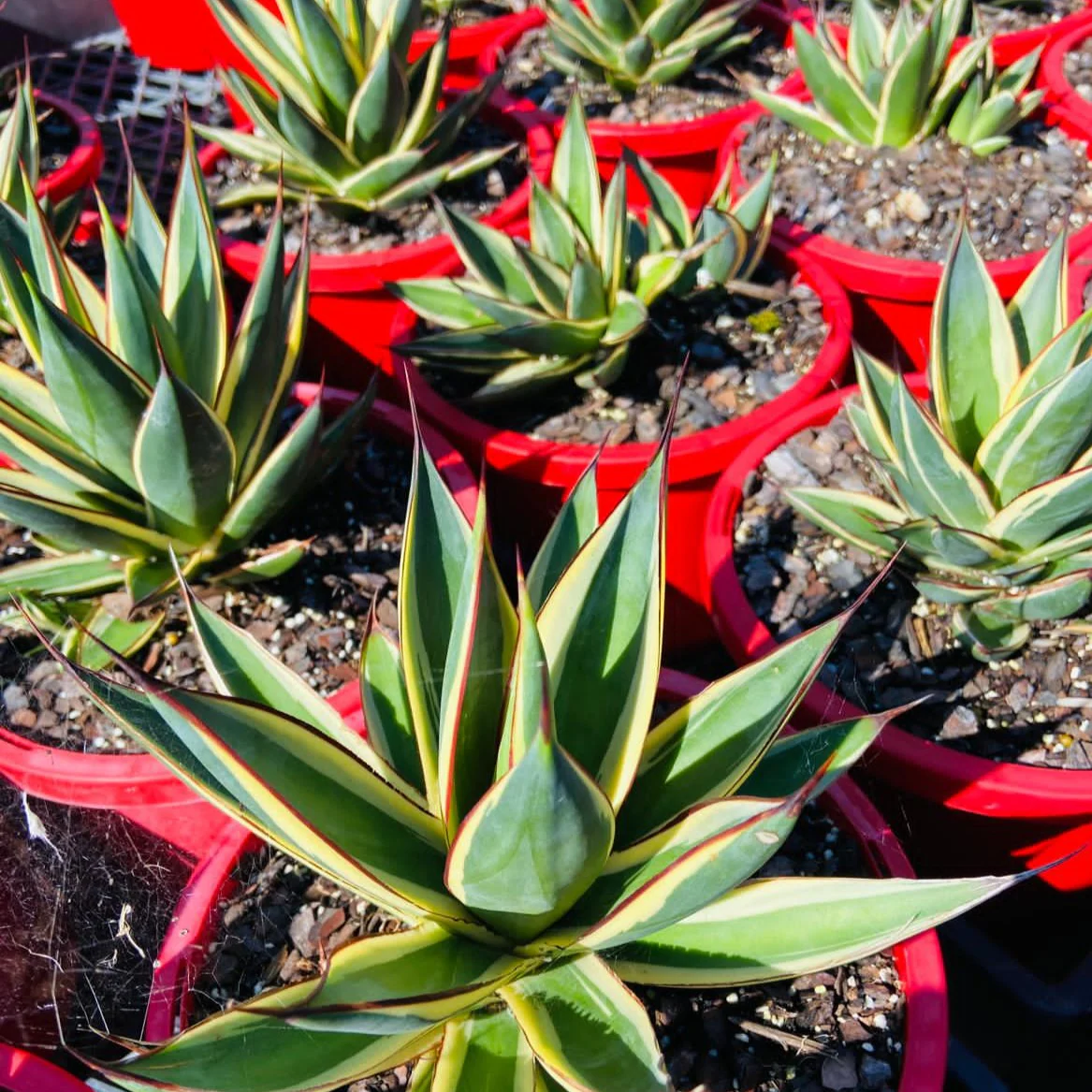 Wholesale Outdoor Plants