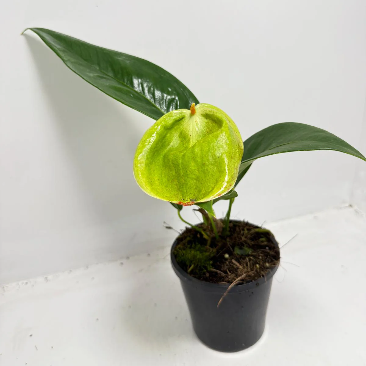Best Selling Wholesale Varieties